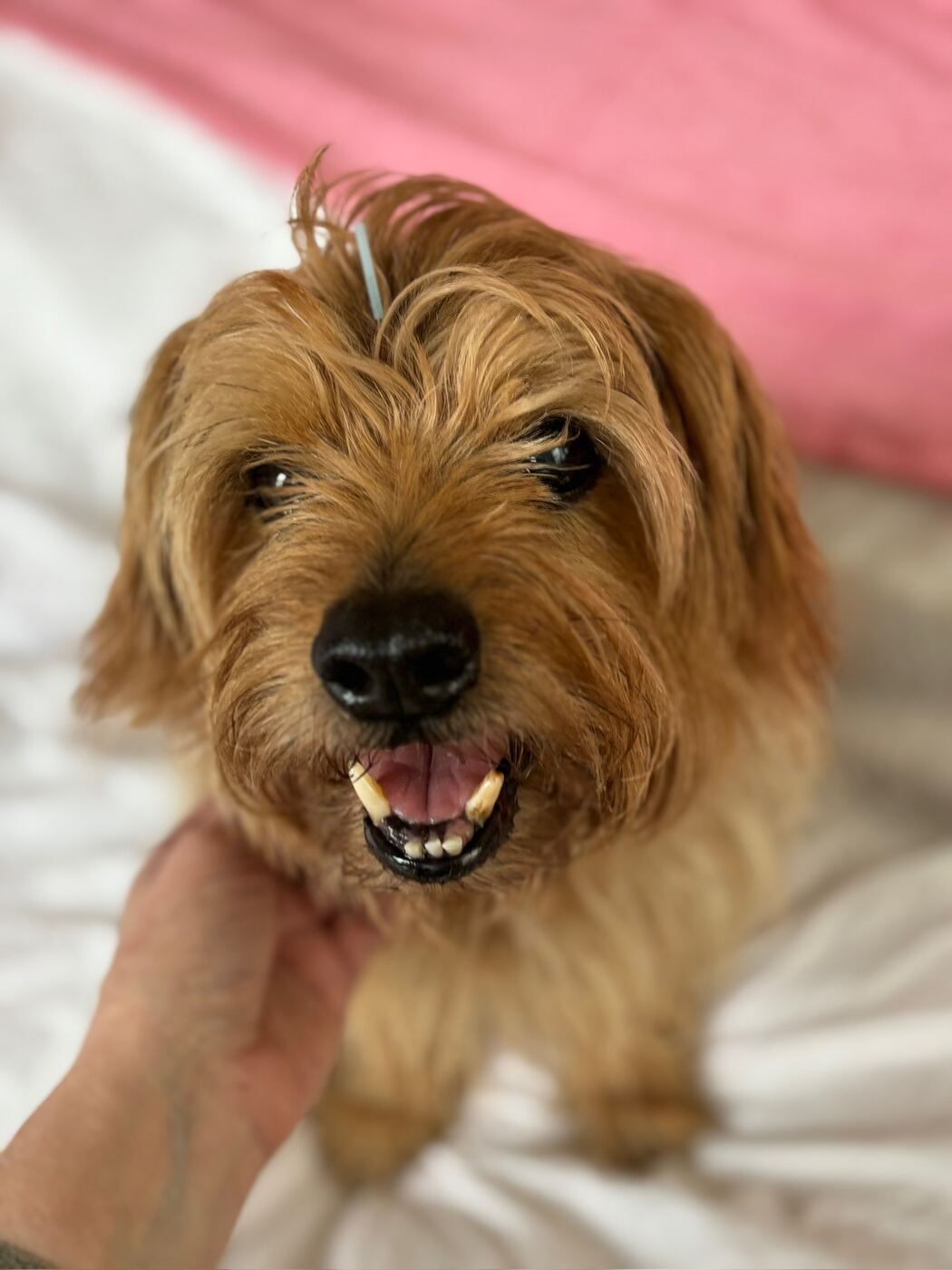 A small tan terrier lying relaxed on a bed with a single fine acupuncture needle placed on the top of its head, being gently stroked by its owner.