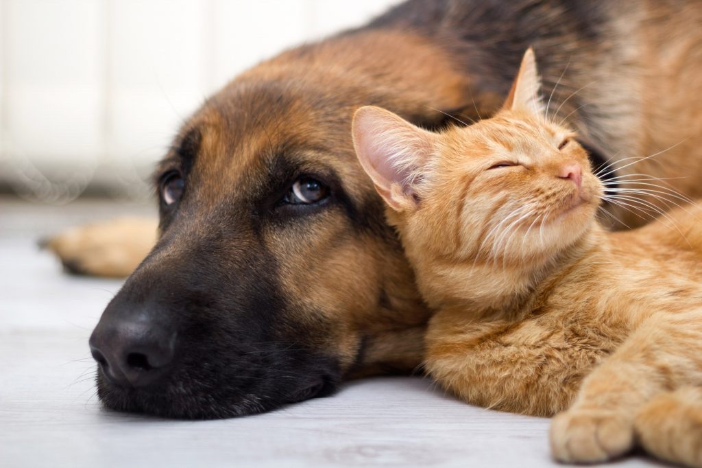 Dog and cat together