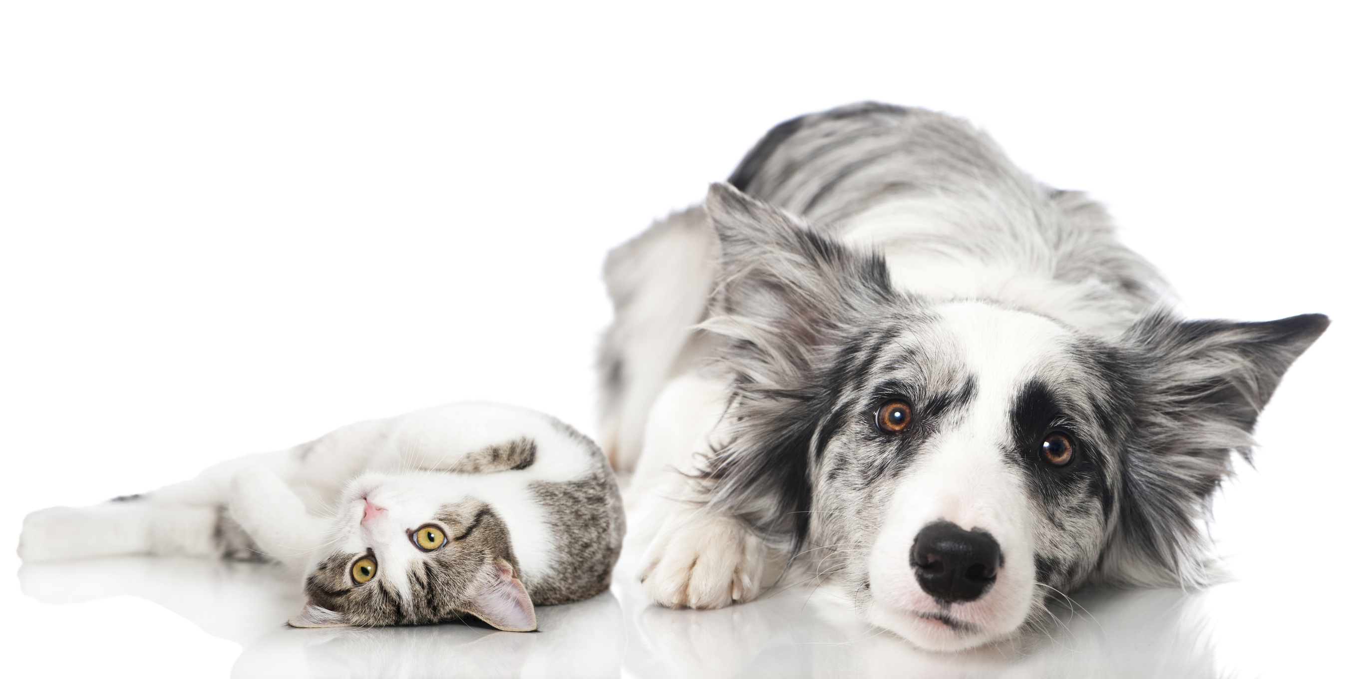 Acupuncture<br>For</p>Dogs & Cats